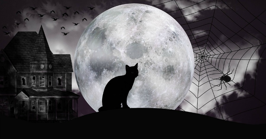 Halloween Black Cat Looking at the Moon